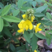 Crotalaria micans Link